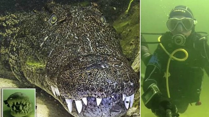 Παίζουν με τη ζωή τους: Τουρίστες πληρώνουν πάνω από 5.000 ευρώ για να κολυμπήσουν με τεράστιους κροκόδειλους